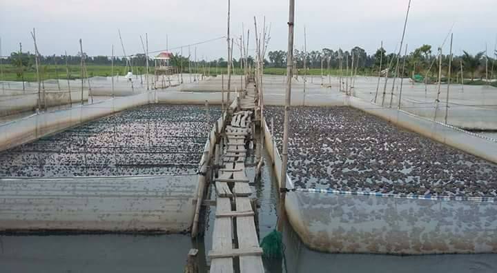 Mô hình nuôi ếch trong lồng lưới