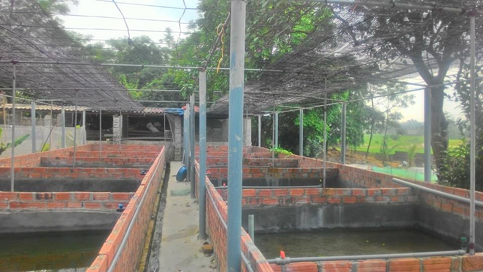 Mô hình nuôi ếch trong bể xi măng
