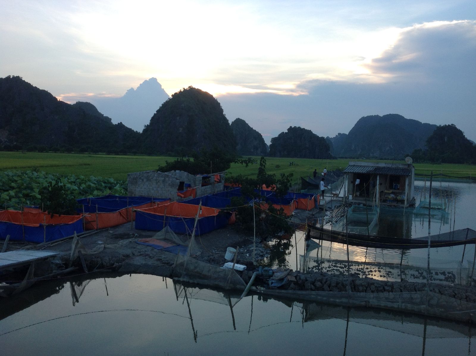 Mô hình trang trại nuôi ếch Công ty