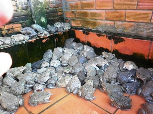 Quy-trinh-nuoi-ech-thit